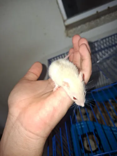 Roedores disponível Espécie, rato Twitter