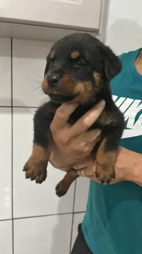 Rottweiler firme e confiavel 