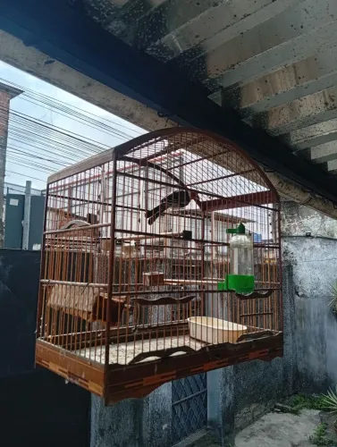 Galo de campina