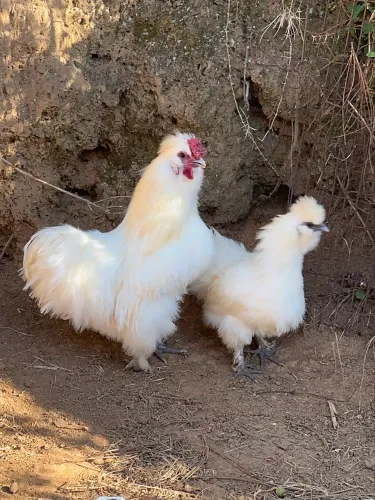 Casal de Sedosas do Japao