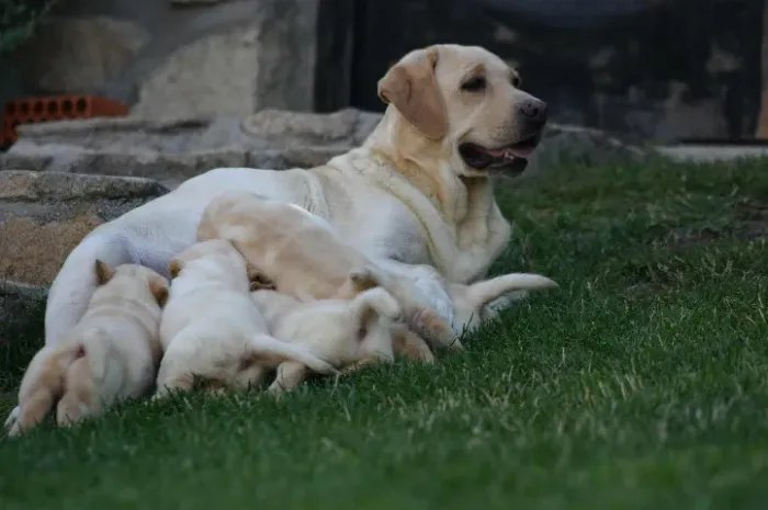 labrador so 400