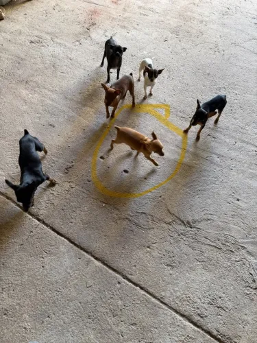 Pinscher vendo