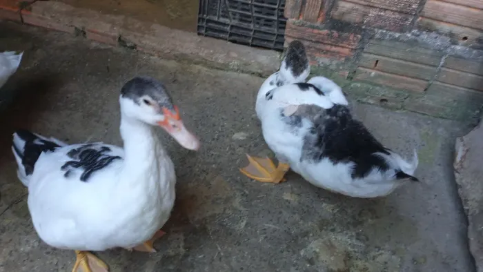 Patos à venda