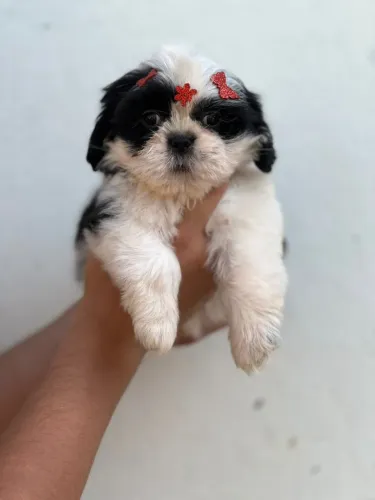 Shih Tzu à Venda - Filhotes Fofíssimos