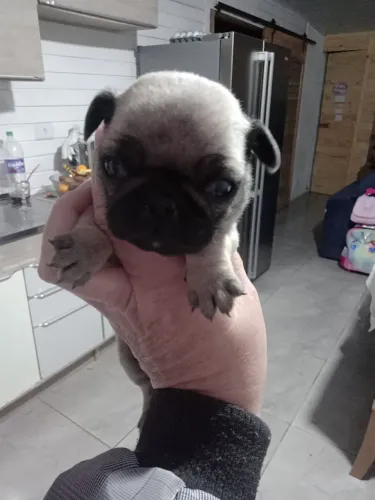 Pug MACHO