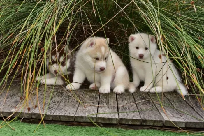 Filhotes de Husky Siberiano | Cheios de carisma e fofura!