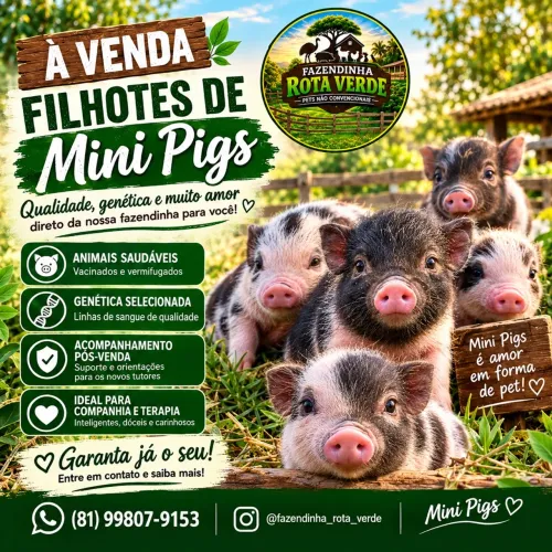 Filhotes de Mini Pigs (Mini Porcos)