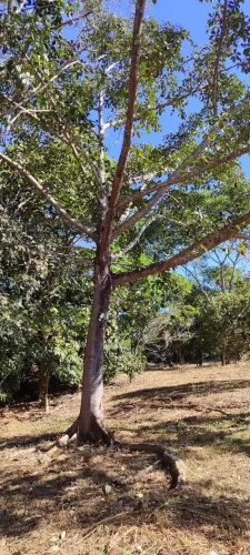 Chácara em Aragoiania 
