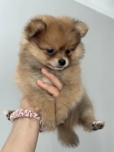 Spitz Alemão - Um cãozinho cheio de charme e alegria.