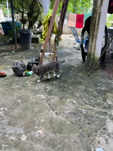 Doação de gato de rua