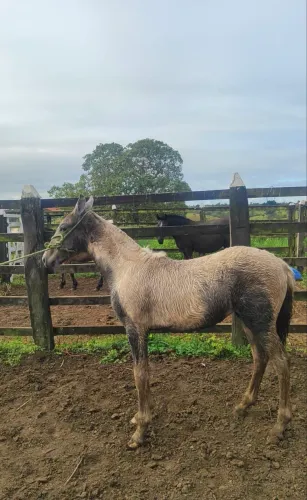 Potra Com RG neta do Kadar EAO vendo ou troco