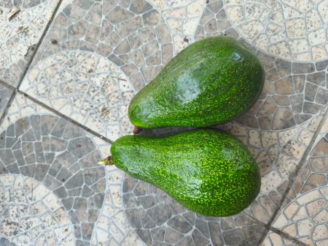 Abacate no atacado