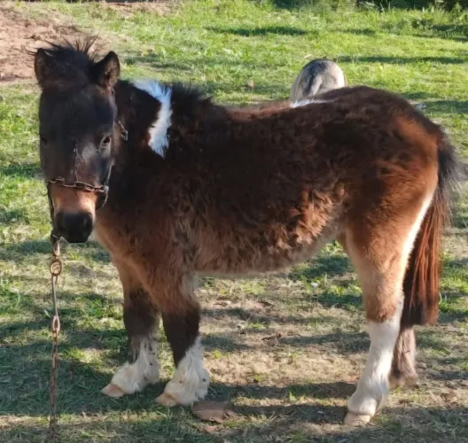 potra mini ponei femea de 10 meses pouco mais de 40 centimetros