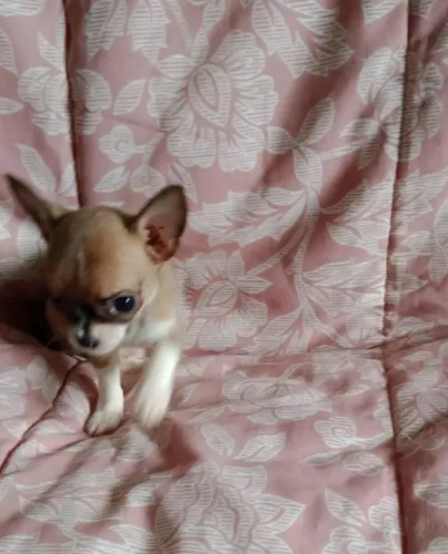 Chihuahua baby