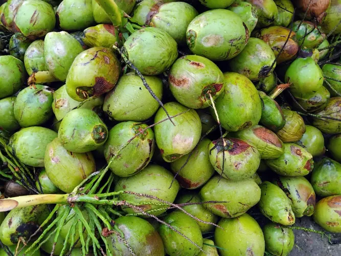 COCO VERDE E COCO SECO.