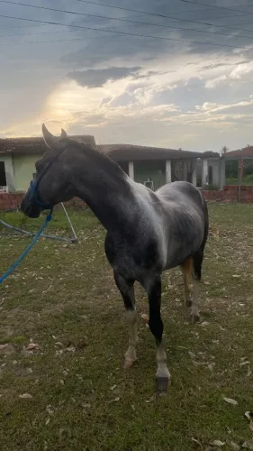 Cavalo Meio Sangue 5 Anos - Iniciado na Vaquejada e Trabalho com Gado