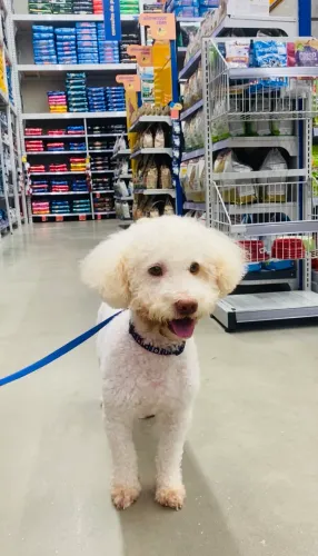poodle para cruzar