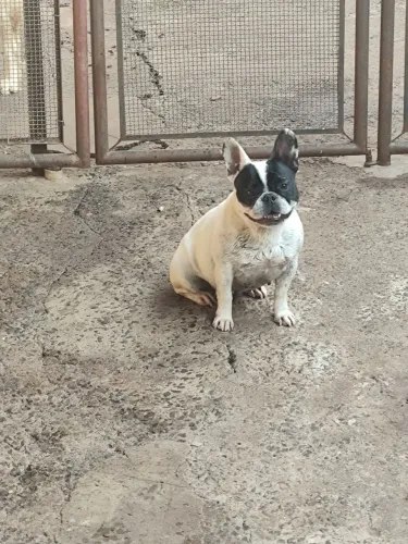 Buldogue Francês Adulta