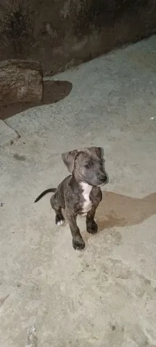 Cachorro filhote American bully