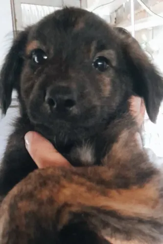 Doação filhotinho de cachorro 