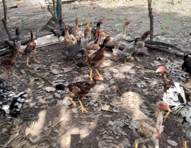 Fragos e frangas caipiras