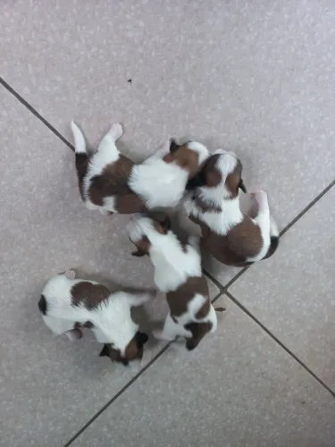 FILHOTES DE SHIH-TZU PRA RESEVA
