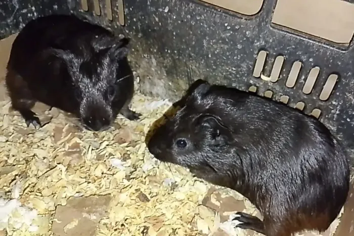 Porquinhas da índia 