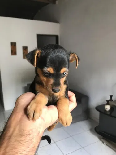Pinscher