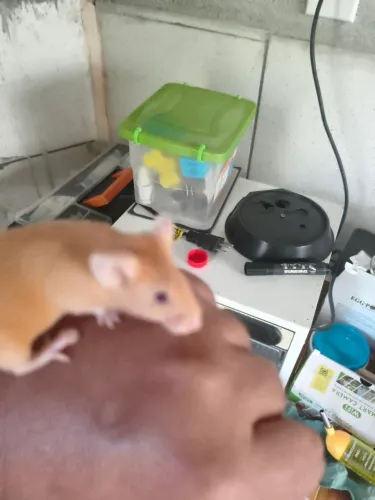 Camudongos Dongos para Pet