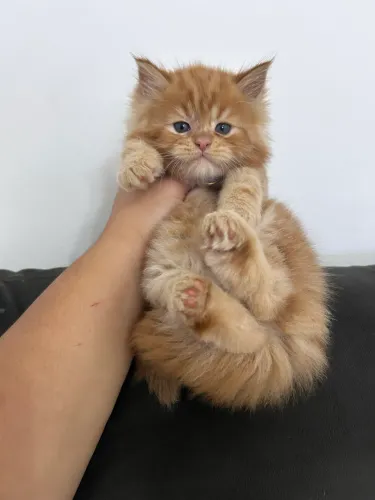 Maine Coon macho red 2 meses