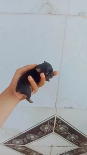 Vendo um filhote de Pincher N1.Macho e Fêmea..