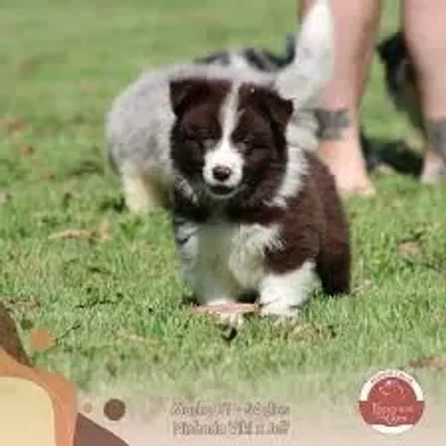 border collie Velocidade e mente afiada
