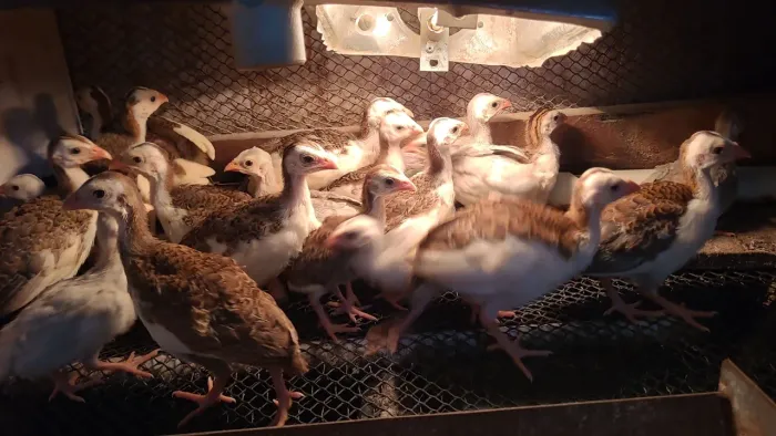 Galinha angola filhote 3 por 100