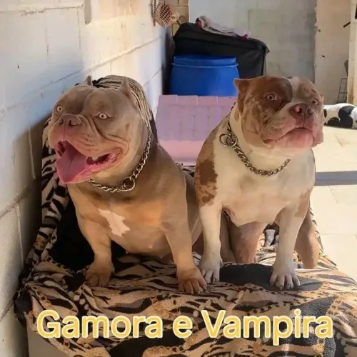 América bully pockty pedigre 44 dias