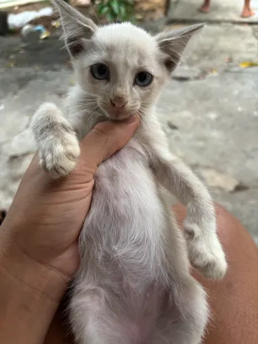 Gatos pra doação 