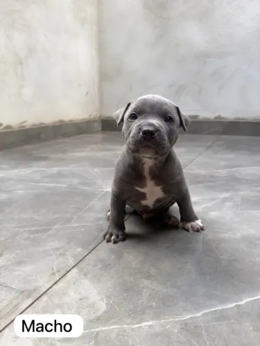 filhotes american bully ribeirão preto