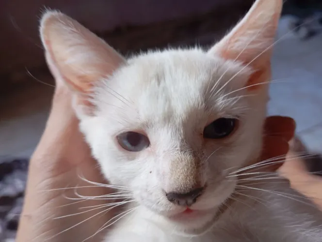 Doação de Gato Filhote