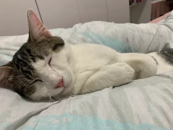 DOANDO GATO