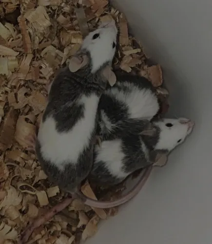 Ratinhos Topolinos