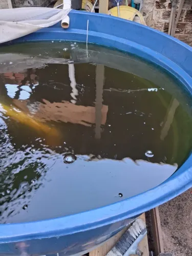 Caixa d?água 1000 litros para criação de tilápia