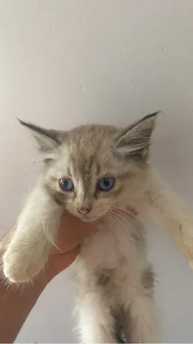 Adoção responsável para uma gata