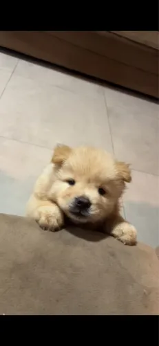 Chow chow