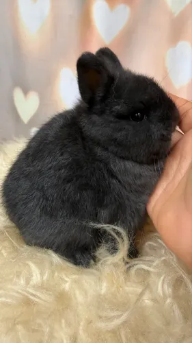 Coelho Netherland Dwarf Macho black