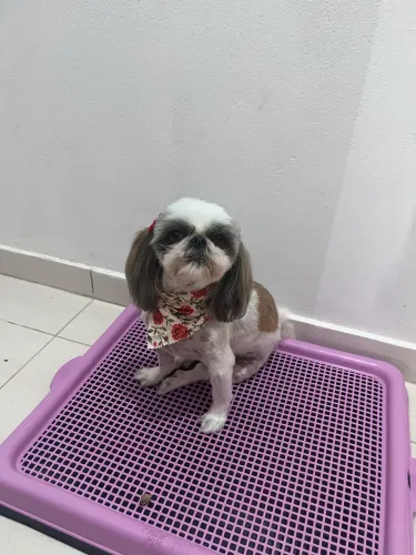 Vendo tapete higiênico 