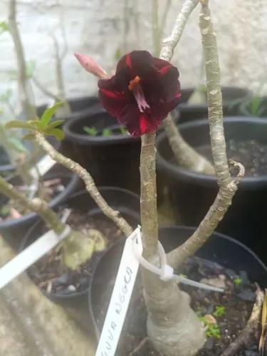 Rosa do deserto 