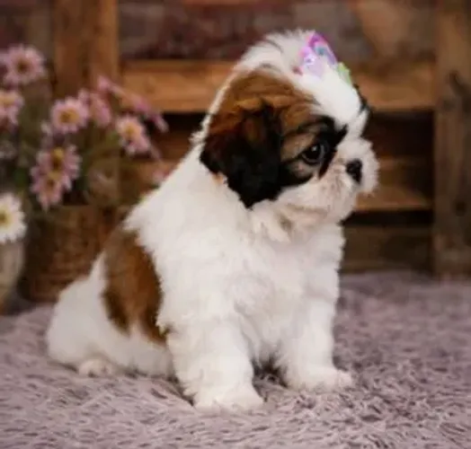 ?Shih Tzu Mini Red & White Fêmea - R$ 1.600?