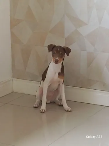 Cachorro fox paulistinha