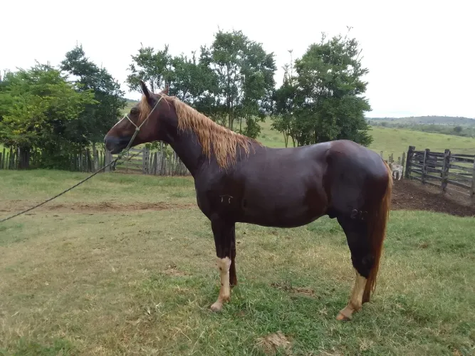 Cavalo