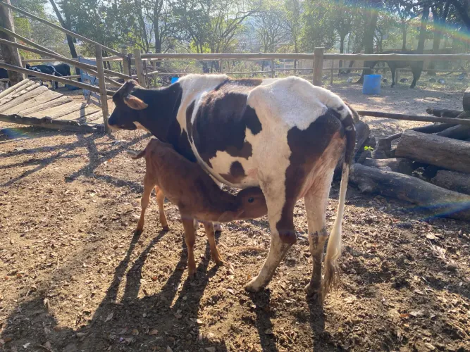 Vaca parida