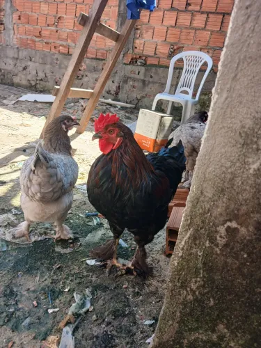 Galo Brahma